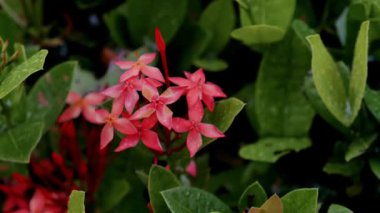 Etrafında yeşil ve sarımsı yapraklar olan pembe ixora çiçeğinin güzelliği yağmur yağdığında, yağmur damlaları çiçek yapraklarının parıltısını güzelleştirir. Metin alanı kullanılabilir