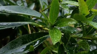 Bahçedeki yağmur sırasında sarımsı yeşil yaprakları kapatın, yağmur damlaları yeşil yaprakların parlaklığını güzelleştirir ve sakin bir atmosfer sağlar. Metin alanı kullanılabilir