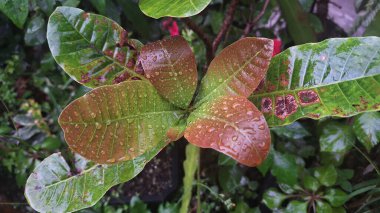 Yeşil ve kahverengi renkli yağmur damlalarıyla süslenmiş genç yaprakların yakın çekimi. Bazı yapraklar mantar ya da haşerelerden kaynaklanan doğal hasarı gösteriyor.. 
