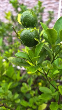 Taze yeşil yapraklar, küçük olgunlaşmamış narenciye meyveleri, yağmur damlalarıyla ıslanmış. Citrus meyveleri yüksek antioksidan içerikleriyle bilinir, ki bu genel sağlık için faydalıdır.