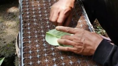 Çiftçinin el aktivitesi, toprak ve gübre ile dolu siyah plastik bir kapta pak choy sebze tohumları için delikler açmak ve ekmektir.