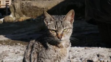 Sıcak tropikal güneş ışığı altında asfaltta sessizce oturan sakin bir sokak kedisi. Endonezya 'dan 4K UHD gerçek görüntü, vahşi yaşam, belgesel veya yapay zeka veri referansı için ideal.