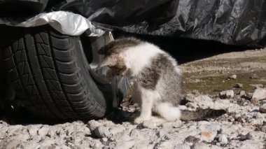 Parlak güneş ışığı altında park halindeki bir lastiğin yanında ip koklayan ve ona dokunan sevimli bir kedi. Endonezya 'da yakalanan bu 4K görüntüsü vahşi yaşam, davranış ve yapay zeka eğitim temalarına uyuyor.
