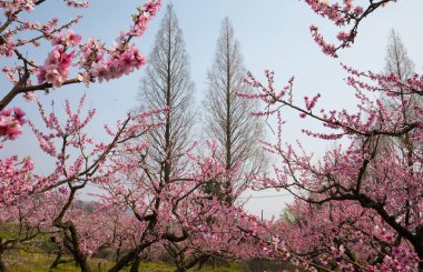 Kırsal bir köyde şeftali tarlası Pembe şeftali çiçekleri açan.