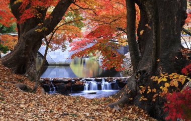 Su güzel bir kırmızı akçaağaç ormanında akıyor.