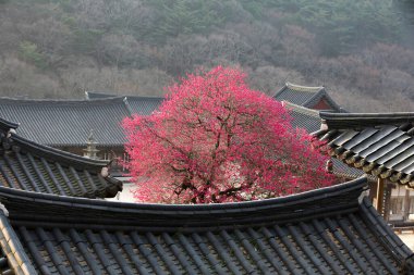 Güzel kırmızı erik çiçekleri eski bir Kore tapınağında çiçek açıyor. Bir dağ köyünde, sabah sisiyle kaplı..