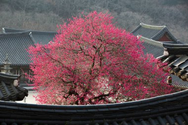 Güzel kırmızı erik çiçekleri eski bir Kore tapınağında çiçek açıyor. Bir dağ köyünde, sabah sisiyle kaplı..