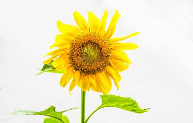 Arkaplanı olmayan sarı bir ayçiçeği