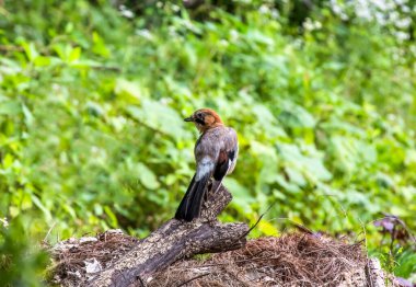 During the hike, a magpie (magpie) that I met showed me its cute appearance. clipart