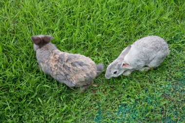 Tavşanlar bir yaz günü yeşil çimlerde otlamaktan zevk alırlar..