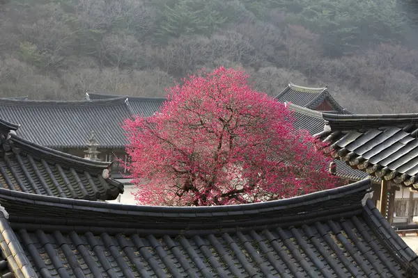 Güzel kırmızı erik çiçekleri eski bir Kore tapınağında çiçek açıyor. Bir dağ köyünde, sabah sisiyle kaplı..