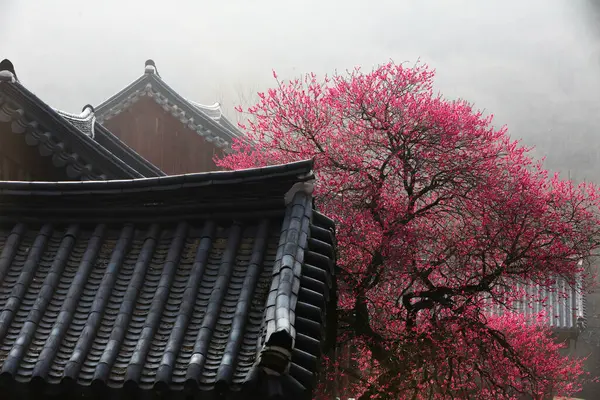 Güzel kırmızı erik çiçekleri eski bir Kore tapınağında çiçek açıyor. Bir dağ köyünde, sabah sisiyle kaplı..