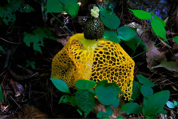 stock image A cute yellow Phallus luteus blooming in the shade under the trees in a mountain valley on a summer day