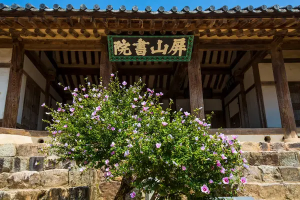 stock image The Rose of Sharon is in full bloom in the front yard of a traditional Korean house.