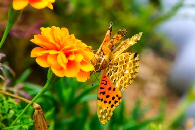 Bir çift kırlangıç kelebeğinin aşk hikayesi (küçük züppe kelebekler) kızıl kadife çiçeğini bulan