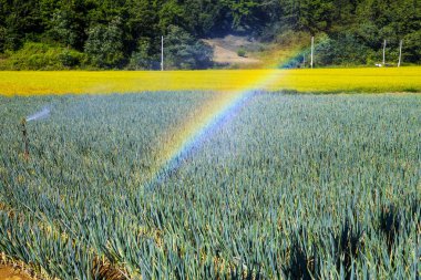 Sonbaharda pirinç olgunlaşırken yeşil soğanlar kırsal alanlarda taze olarak yetişiyor..