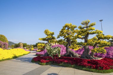 Sonbahar Çiçek Festivali 'nde güzel çiçek tarlaları koleksiyonu..
