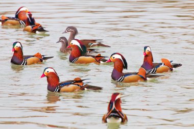 Güzel mandalina ördekleri baharın erken saatlerinde buzun eridiği gölde yüzerler..