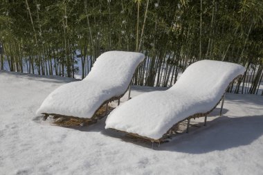 Soğuk bir kış gününde bambu parkının gizemli manzarası