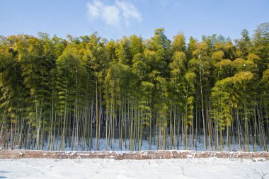 Soğuk bir kış gününde bambu parkının gizemli manzarası