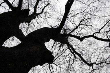 Soğuk kışta çıplak bir zelkova ağacının siyah beyaz fotoğrafı