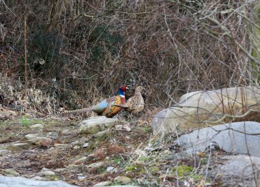 A pair of Pheasants come down to the valley to look for food during a cold winter when food is scarce. clipart