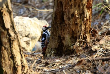 Çürümüş ağaçların kabuklarını gagalayarak yiyecek bulan bir ağaçkakan..