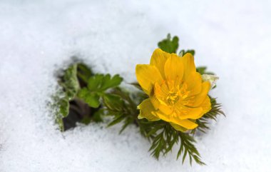 Mysterious Adonis amurensis blooming yellow flowers in the early spring white snow. clipart