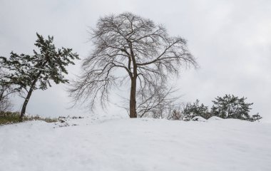 A cold winter scene with a bare zelkova tree standing on a hill covered with white snow. clipart