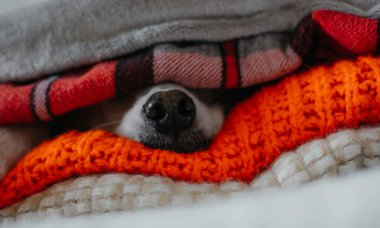 Kışın soğuktan korunmak için battaniyeye sarılı sevimli beyaz evcil hayvan ya da köpeğin fotoğrafını çek.