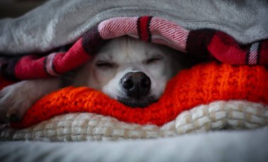 Kışın soğuktan korunmak için battaniyeye sarılı sevimli beyaz evcil hayvan ya da köpeğin fotoğrafını çek.