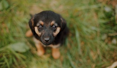 Evsiz kurtarılmayı bekliyor. Barınaktaki küçük üzgün köpek yavrusu kameraya umutla bakıyor..