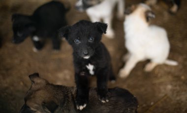 Evsiz kurtarılmayı bekliyor. Barınaktaki küçük üzgün köpek yavrusu kameraya umutla bakıyor..