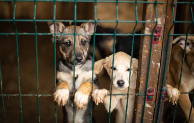 Evsiz kurtarılmayı bekliyor. Barınaktaki küçük üzgün köpek yavrusu kameraya umutla bakıyor..