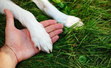 Yeşil çimenlikteki beyaz köpeğin pençelerinin fotoğrafını çek. Evlat edinme, kurtarılma, barınma, yoldaş, hayvan, en iyi arkadaş.