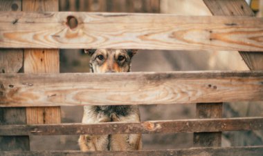 Terk edilmiş evsiz üzgün köpek sığınakta kurtarılmayı bekliyor, ahşap kafesin arkasında duruyor.