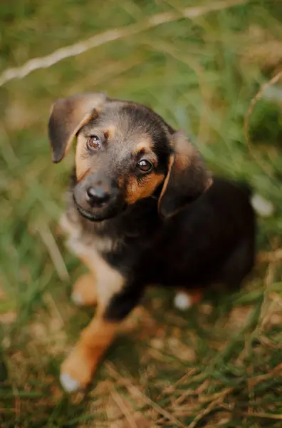 stock image Homeless waiting for rescue. Little sad puppy at the shelter looks with hope in the camera.