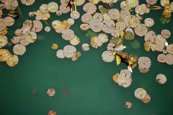 Çiçeksiz yeşil bir gölette Lily Pads