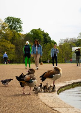 Londra, İngiltere, 30 Nisan 2023: Kensington Bahçeleri 'nde gölün kenarındaki ördekler