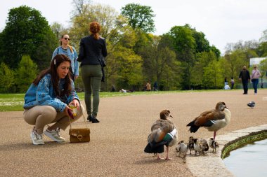 Londra, İngiltere, 30 Nisan 2023: Kadın ördeklere bakıyor ve yavruları Kensington Bahçeleri 'nde