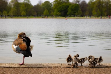 Kensington Bahçeleri 'nde kuşlar, Mısırlı kaz ve göl kenarındaki ördek yavruları