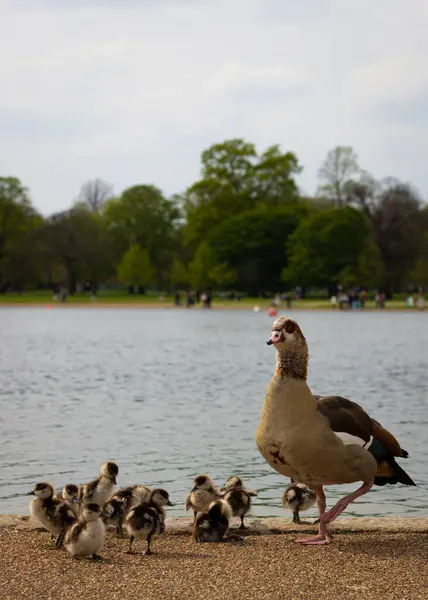 Kensington Bahçeleri 'nde kuşlar, Mısırlı kaz ve ördek yavruları fotoğraf için poz veriyor.