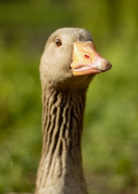 Adult greyleg geese close up looking at the camera from the side clipart