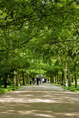 Greenwich Park 'taki patikalardan birinde insanlar yürüyordu.