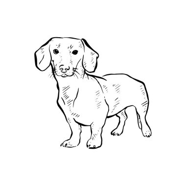 Dachshund köpeği pozu çizilmiş bir çizgi. Elle çizilmiş gölgelendirmeli yarım yamalak bir çizgi. Elma Kalemi kullanarak üreme üzerine çizilmiş.