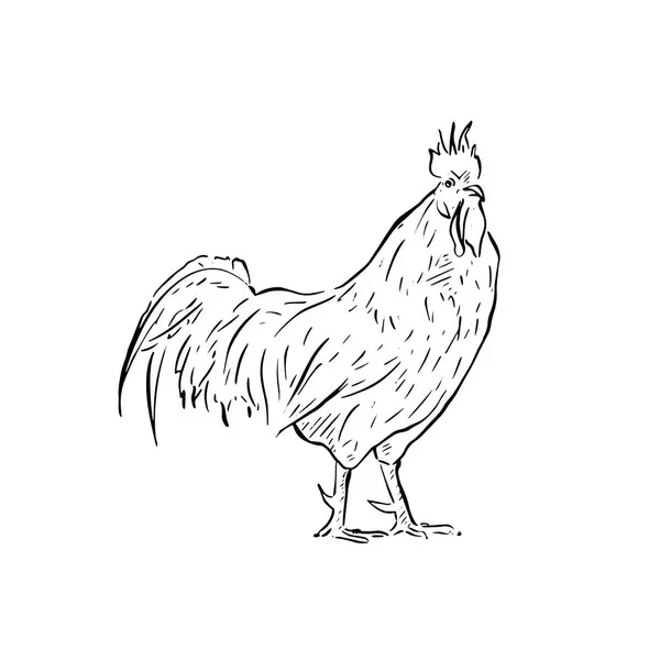 stock vector A line drawn illustration of a cockerel in black and white. Hand drawn and vectorised farm animal. Rooster drawing.