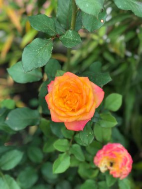 A stunning close-up of a blooming orange and yellow rose, surrounded by lush green leaves. The petals display a beautiful gradient from deep orange to soft yellow, creating a warm and inviting look. 