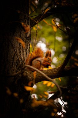 A red squirrel perched on a tree branch, nibbling on a nut amid autumn foliage. The warm tones and soft bokeh enhance the cozy woodland atmosphere. clipart