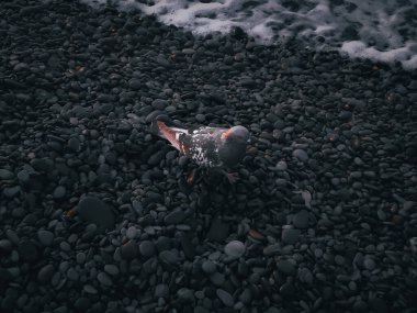 Yalnız bir güvercin köpüklü dalgaların yanındaki karanlık bir çakıl taşlı plajda duruyor. Sönük tonlar ve yumuşak ışıklandırma dengesiz ve atmosferik bir kompozisyon yaratır..