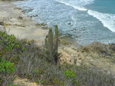 Odak olarak kaktüs ve arka planda deniz. 